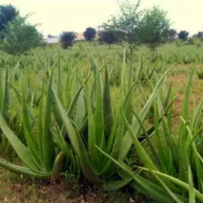 ALOEVERA